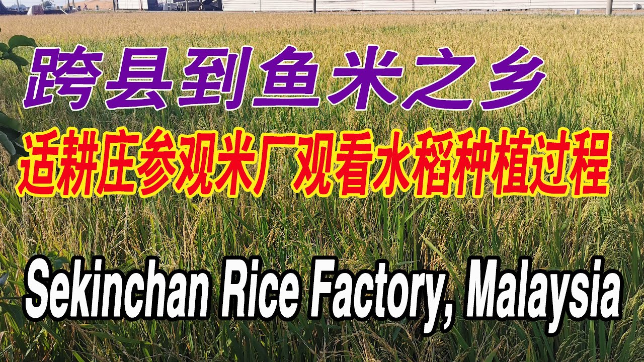 到鱼米之乡适根庄米厂参观稻米展览馆人民碾米厂公司工厂博物馆水稻田生长种植过程有很多米士产珍珠米适根庄田芭米香米禾芭米绿色糙米印度蒸谷米sekinchan Rice Factory Malaysia Youtube
