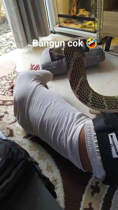 ngerjain teman yang lagi tidur pakai ular cobra 🐍