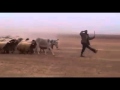 عرض عسكري مسخره هتبكي من شدة الضحك