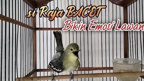 teriakan sirtu ini sangat cepat bikin emosi sirtu manapun yang mendengar.