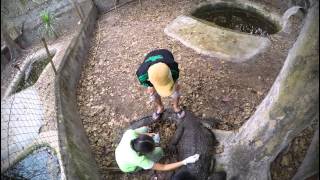 Crocodile treatment (time lapse)
