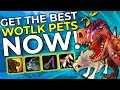 How to Get the BEST Hunter Pets: Wolf, Devilsaur & Wasp in WOTLK