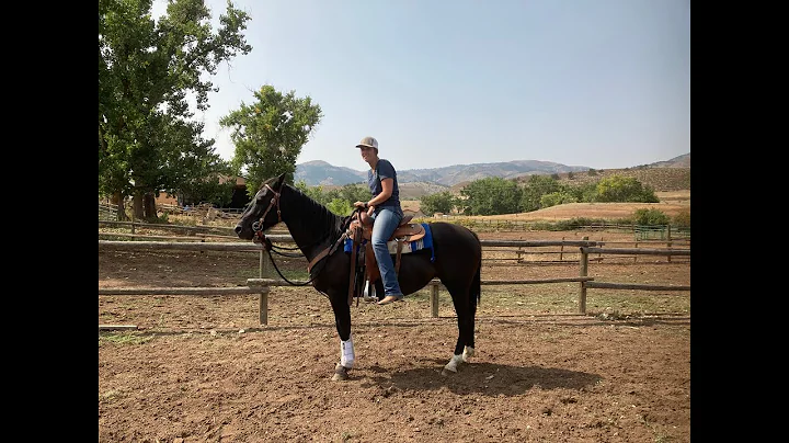 SOLD - Betty - 13 yr old Black Grade Mare