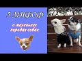 5 мифов о маленьких собаках 🐶