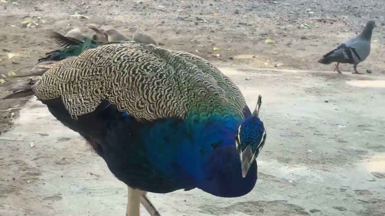 Amazing Peacock Voice While Enjoying Rice | Soothing Nature Sounds ๐ฆ๐ ...