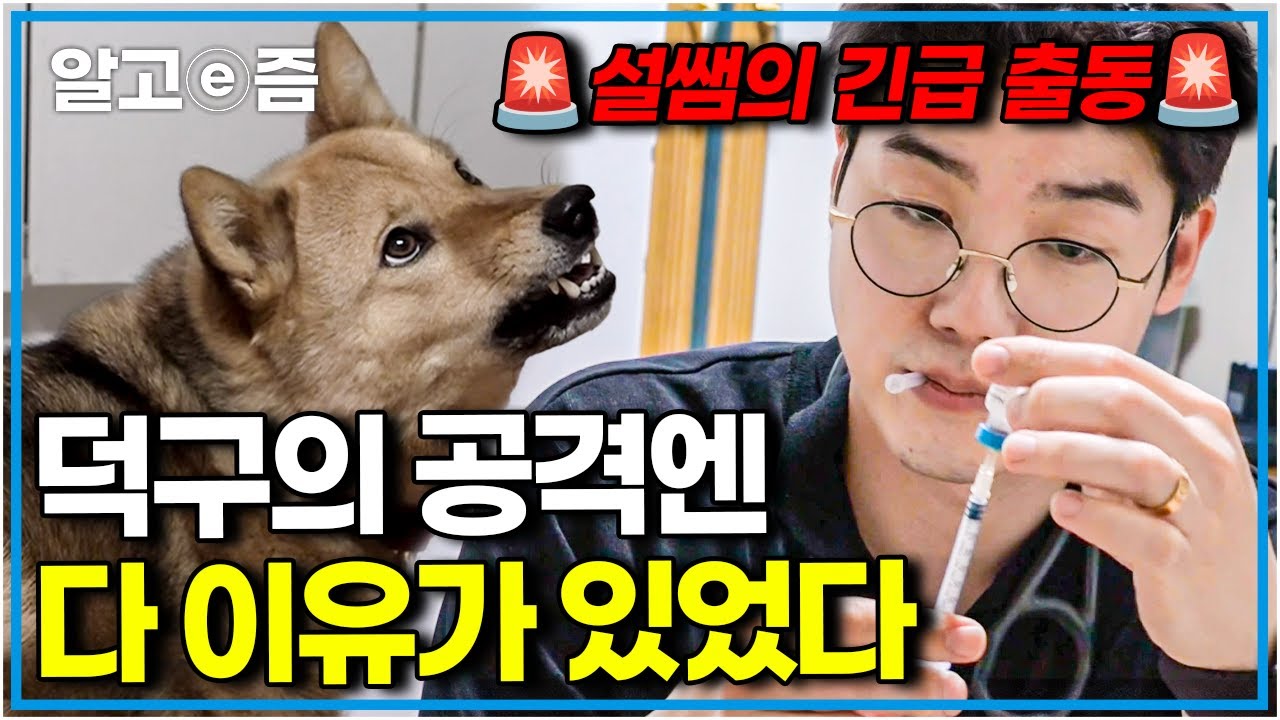 “덕구도 어쩔 수 없었던 거에요” 덕구의 문제 행동을 보고 단번에 원인을 알아낸 설채현 수의사 │세상에 나쁜 개는 없다│알고e즘
