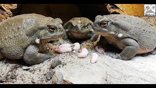 Bufo Alvarius Feeding Pinkies Warning Live Feed