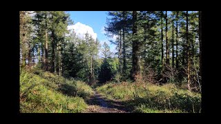 0001 | 4K | Walk in the Woods | Cornwall, UK | Raw Sound