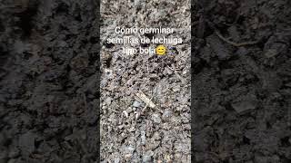 Cómo germinar semillas de lechuga tipo bola 😊