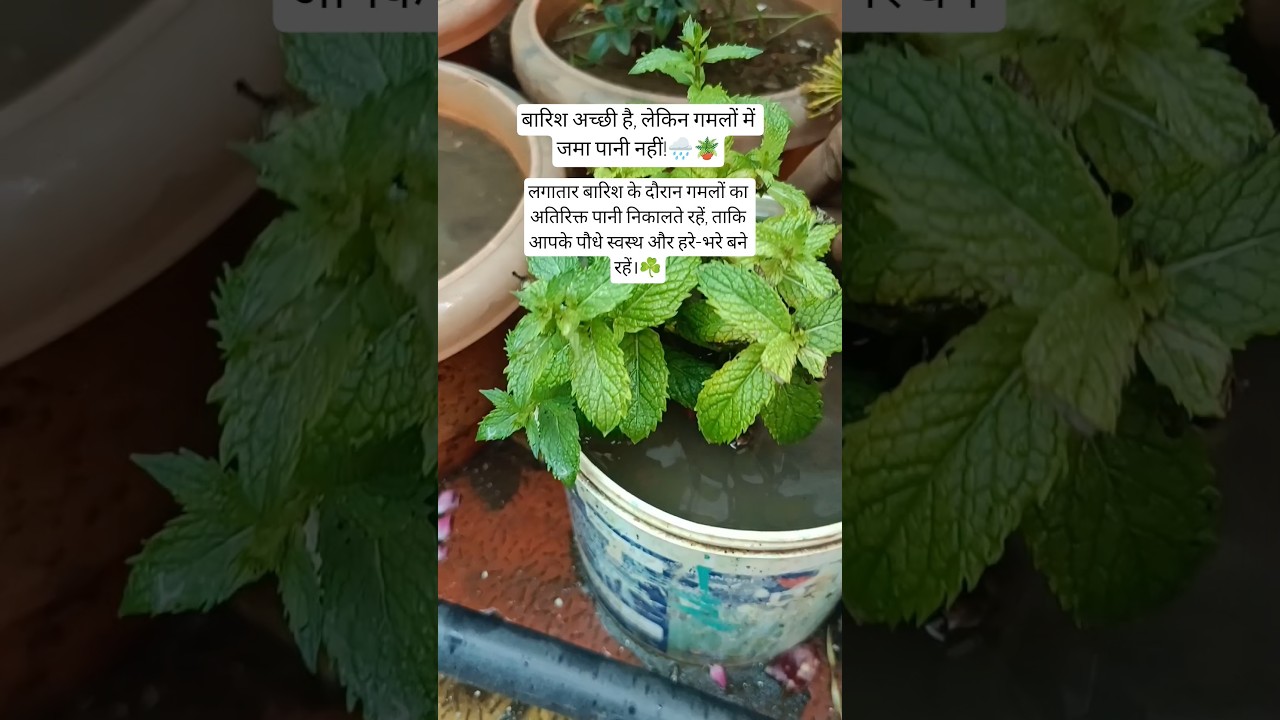 kya aapke yaha bhi baarish ka season start ho gaya ?? #plants #monsoon #garden #baarish