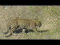 The Kingdom of Leopards - Bera, Rajasthan
