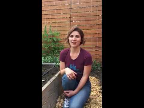 Video: Vegetabilske rotmaggots - Hvordan kontrollere rotspisende insekter
