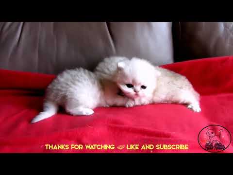Kittens Pets At Home | Cute Exotic Pets 2021 | Tiny kittens HD #79