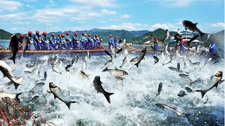 Japanese Flying Fish Catching and Processing - How to fishing Flying Fish - Fish Processing Plant
