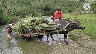 THE UNBEATABLE JAMBO/ Nymphs Vlog Ph/ Lagonoy Camarines Sur