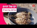 פרידה על הגריל מתוך ים של דגים עם יחי זינו ערוץ האוכל פרידה על הגריל מתוך ים של דגים עם יחי זינו ערוץ האוכל