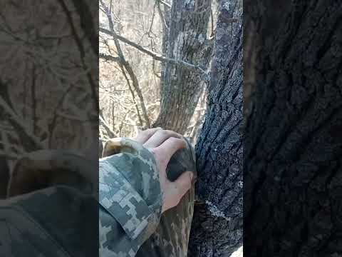 Ukrainian Soldier in a Tree Silently Watching Russian Soldiers Walk By / Location Unknown