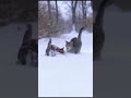 🐾Cat and Snowman♥️#cat #cute
