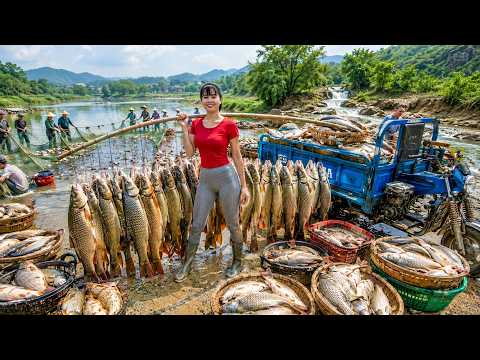 Rural Couple Story | Harvesting Giant Fish From Perennial Pond -- زوجين في الريف | حصاد أسماك عملاقة