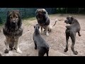 Cane Corso Puppy Meets Monstrous Caucus Shepherd Dog | Craig | Tsavo