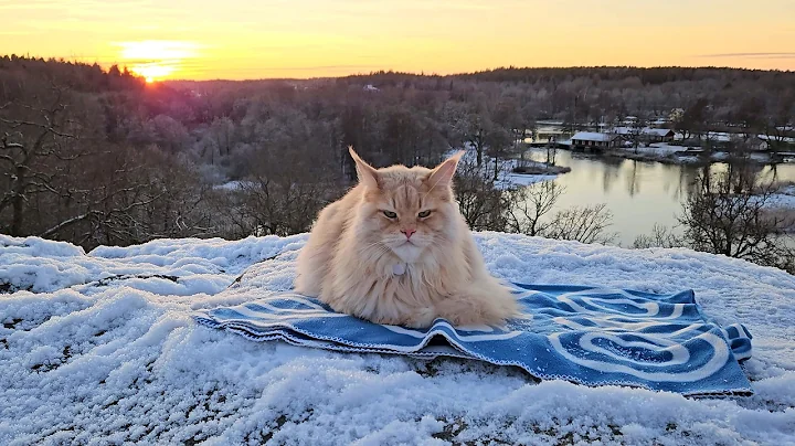 Video 10365871: maine coon walking, forest walk
