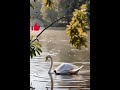 Nurturing Swan With Cygnets Magical Lake Momen 