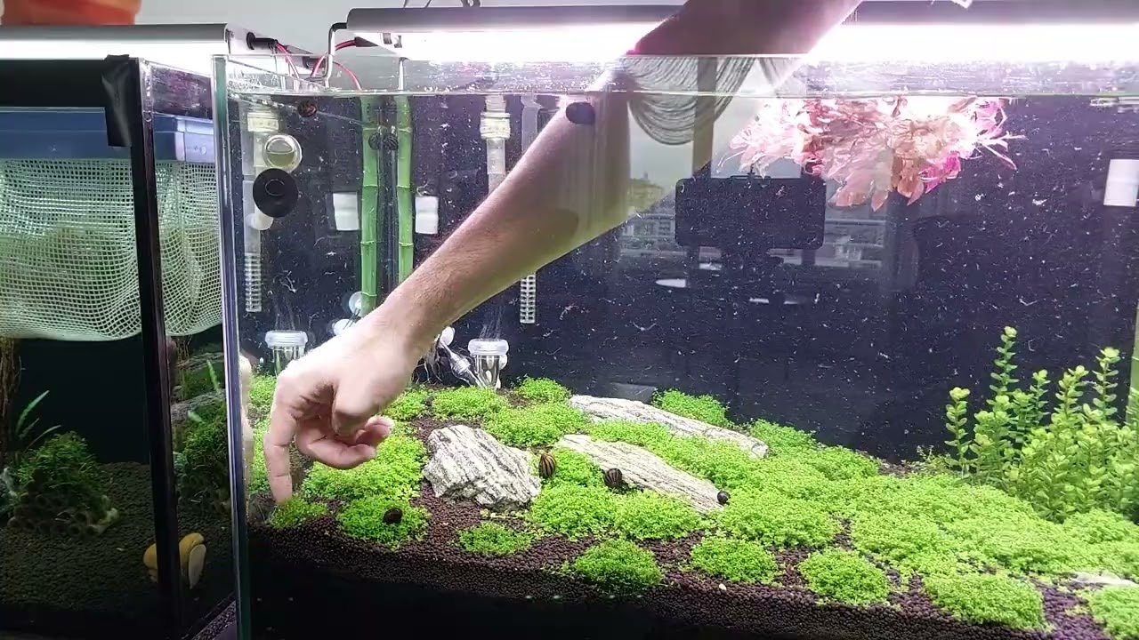 (alternata reinecki mini)👈Yeni Bitkiler Eklenli ( 6. Hafta) #akvaryum #bitkiliakvaryum #balık