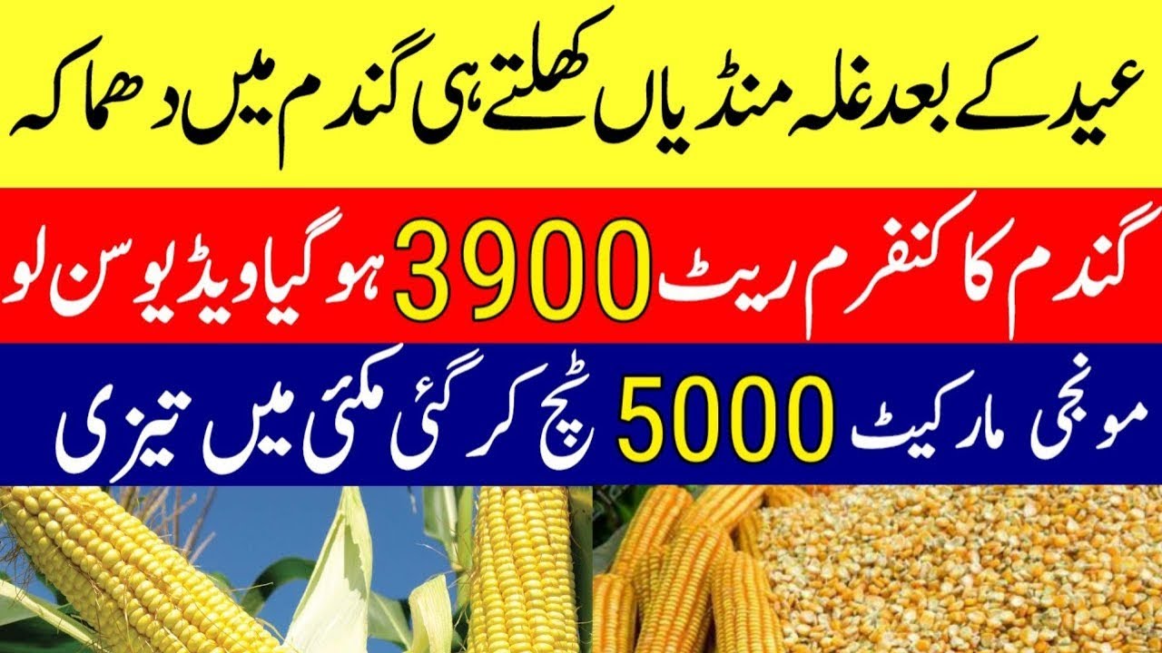 wheat support prince in pakistan 2024 | Gundam ka rate today | munji ...