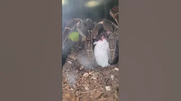 Fang Punctures Mouse S Skull Part 2 Tarantula Goliathbirdeater Feeding Blue 