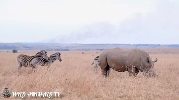 شاهد تزاوج حمار وحشي ووحيد القرن أمر لا يصدق Watching Zebra And Rhino Mating Is Unbelievable شاهد تزاوج حمار وحشي ووحيد القرن أمر لا يصدق Watching Zebra And Rhino Mating Is Unbelievable
