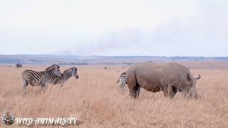 شاهد تزاوج حمار وحشي ووحيد القرن أمر لا يصدق/Watching zebra and rhino mating is unbelievable