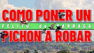Como Poner A Robar Los Pichones Con Felito De Parraga