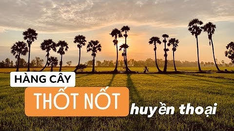 HÀNG CÂY THỐT NỐT HUYỀN THOẠI - AN GIANG | NAM CƯỜNG