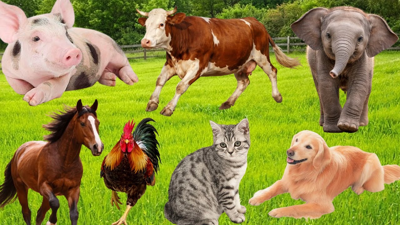 Adorable Farm Animals: Leopard, Pig, Duck, Goat, Horse, Shark, Flamingo, Cat – Cute Animal Video