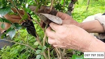 Cách chiết cành cây hoa nguyệt quế-Nhà vườn Hula Trees 0977973535