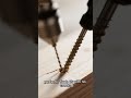 Stop Splitting Wood! The RIGHT Way to Drive Screws (Beginner-Friendly)