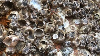 Barnacles Removal ASMR No Talking: Enjoy the Satisfying Sound of Cleaning