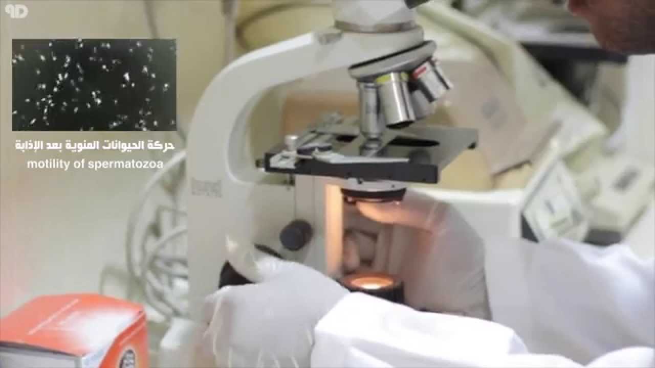 التلقيح الإصطناعي في الخيول / Artificial Insemenation In Horses