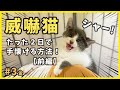 保護したビビり猫を、2日で手懐ける方法がコレ!前編【博多弁を喋る猫・金3】/ timid kitten grows cute