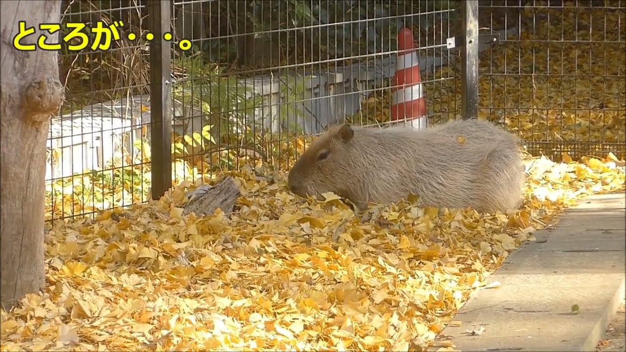 2024年12月下旬　ピースがネコを追い駆けた　～大宮公園小動物園のカピバラ～