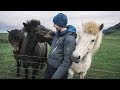 Making friends with cute icelandic horses