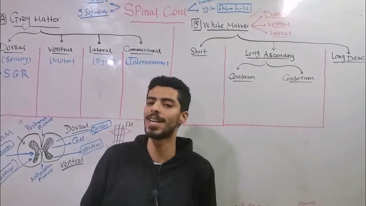 CNS 9 (Spinal cord 1)