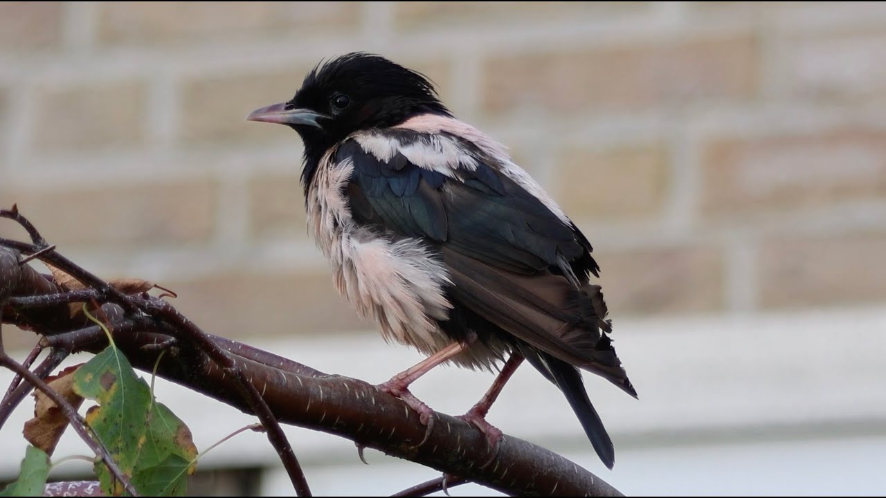 Rosy starling in rhe Netherlands - Roze spreeuw - 2024