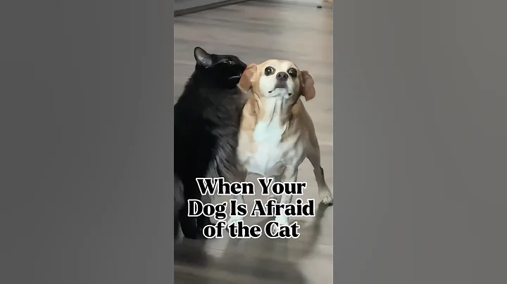 Video 11892101: funny cats dogs