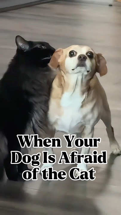 Ketika Anjing Anda Takut pada Kucing #lucu #shorts #videopendek #shortsfeed #short #youtubeshorts...