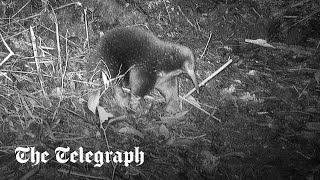 Scientists rediscover Attenborough’s echidna after 60 year hiatus screenshot 5