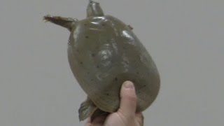 Spiny Softshell Turtle ~ Daniel Parker Turtle Series at Repticon