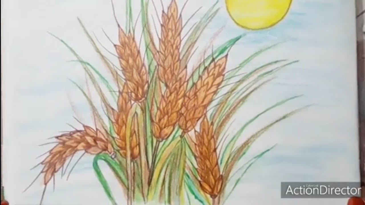 how to draw wheat crops - YouTube