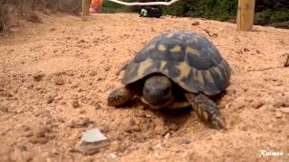Tortuga terrestre mediterránea , Mediterranean tortoise ( Testudo hermanni )