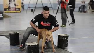 3ª Etapa Pitgameness Peruíbe   Modalidade Escalada Amador e Profissional. Game Dog #Pitbull #bulls